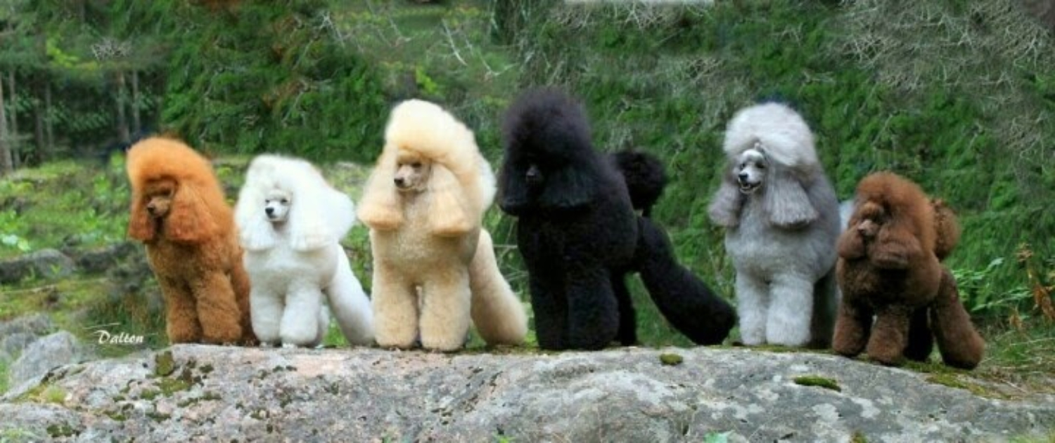 Poodle Colors Poodle Club South Australia